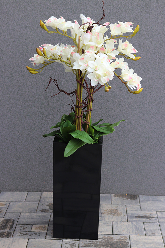 Grande Fiberglass Black Cymbydium, efektowny storczyk w czarnej donicy z fiberglass, wys.134cm