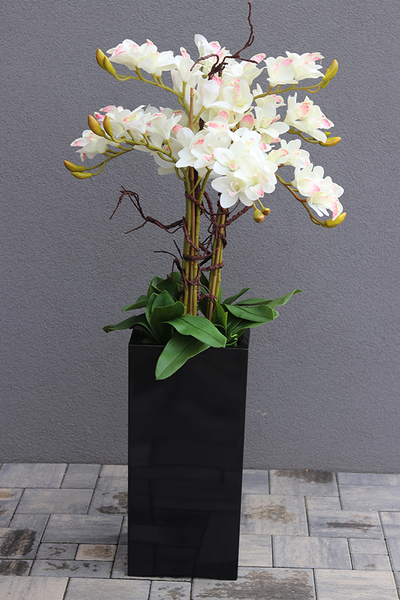 Grande Fiberglass Black Cymbydium, efektowny storczyk w czarnej donicy z fiberglass, wys.134cm