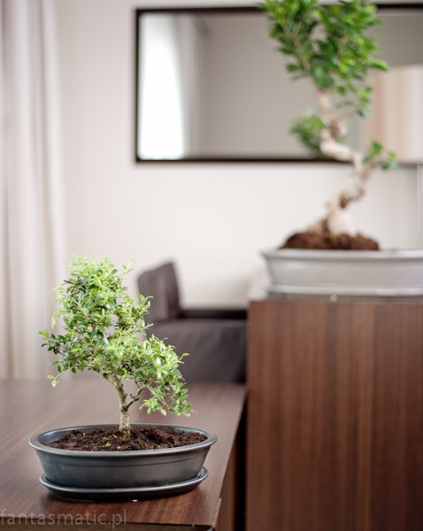 Bonsai donica do uprawy drzewka bonsai biel 50x36x12cm