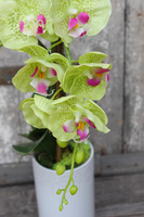 zielony, gumowy storczyk Katie w pięknej donicy marki Katie&Alice, wys.57cm