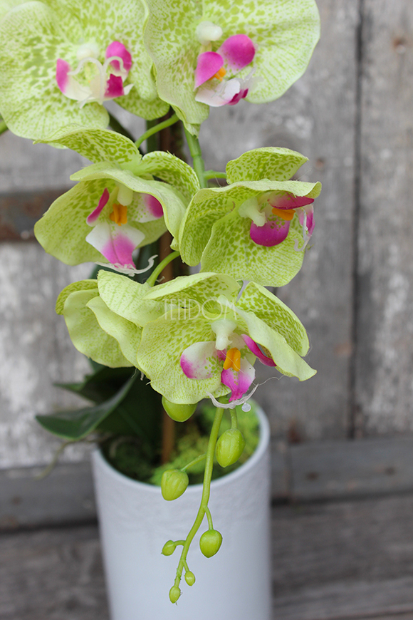 zielony, gumowy storczyk Katie w pięknej donicy marki Katie&Alice, wys.57cm