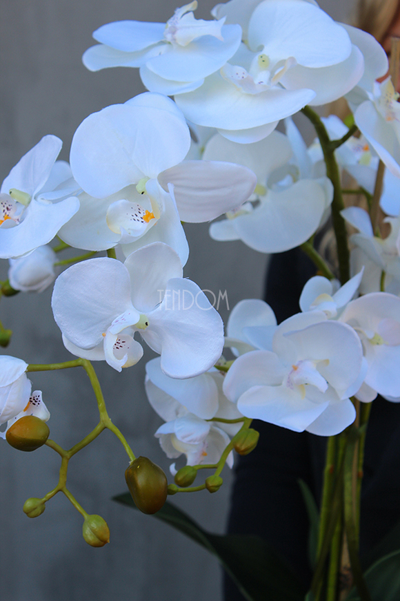 elegancki storczyk Sandra Small w srebrnej donicy, wys.72cm 