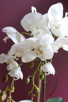 elegancki storczyk w ozdobnej donicy, Verona Moderna Small, wys.54cm