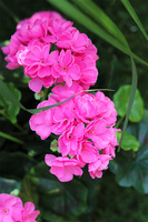 doniczkowa pelargonia Jaskraworóżowa, wysokiej jakości sztuczne kwiaty, wys.36cm