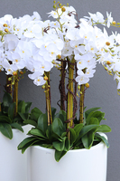 Design White Grande, ogromny storczyk, wys.155cm 