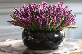 kompozycja w połyskującej czarnej donicy, Wrzosy Melania, wys.22cm 