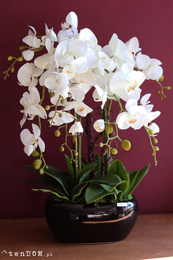 Kresso Premium, bajeczny storczyk w czarnej donicy, wys.65cm 