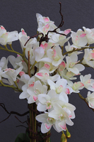 Grande Fiberglass Black Cymbydium, efektowny storczyk w czarnej donicy z fiberglass, wys.134cm