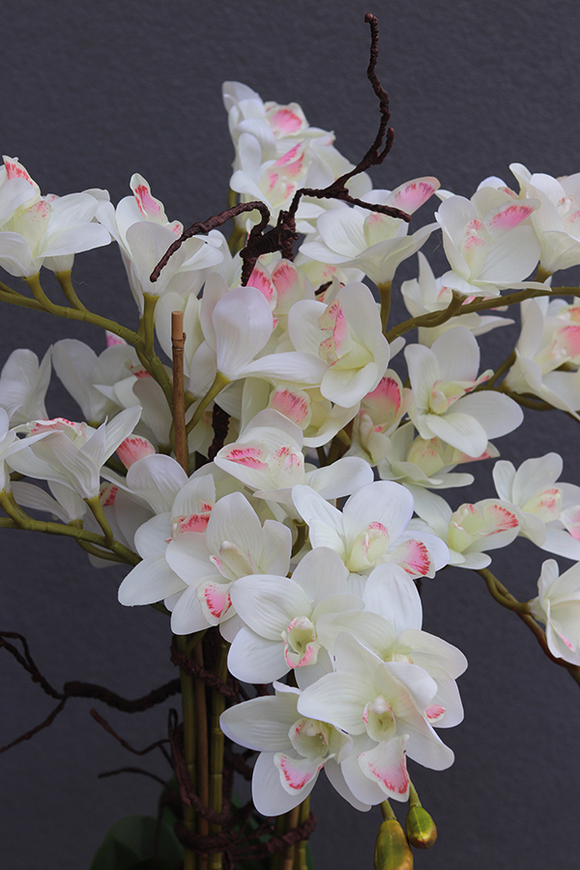 Grande Fiberglass Black Cymbydium, efektowny storczyk w czarnej donicy z fiberglass, wys.134cm