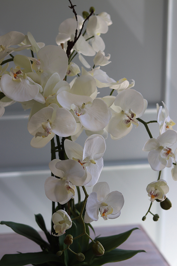 efektowny storczyk w złotej donicy, Rullia, wys.72cm