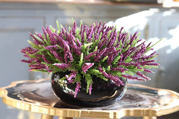 kompozycja w połyskującej czarnej donicy, Wrzosy Melania, wys.22cm 