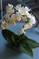 OD RĘKI Krena Mini, sztuczny storczyk w lustrzanej doniczce, wys.29cm 