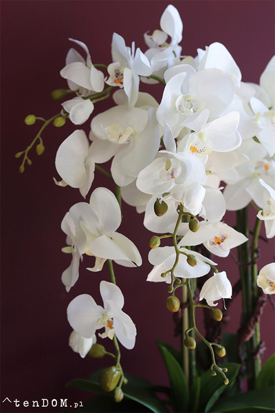 Kresso Premium, bajeczny storczyk w czarnej donicy, wys.65cm 