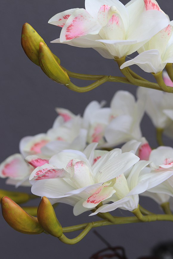 Grande Fiberglass Black Cymbydium, efektowny storczyk w czarnej donicy z fiberglass, wys.134cm