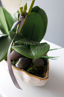 storczyk Laos 3 w ceramicznej "gniecionej" donicy, wys.53cm