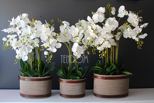 Lauren duży biały storczyk w brązowej donicy, wys.90cm