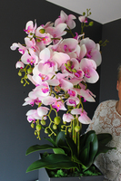 bardzo duży storczyk Emilie Grande Grey w minimalistycznej donicy, wys.120cm