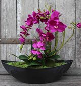 storczyk Laos Fuksja w plastikowej donicy łódce, wys.56cm