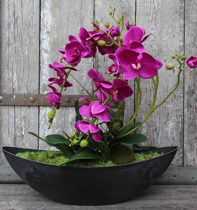 storczyk Laos Fuksja w plastikowej donicy łódce, wys.56cm