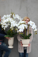 storczyk Palazzo średni w kremowej donicy, wys.60cm