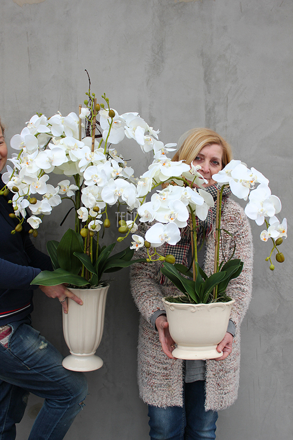 storczyk Palazzo średni w kremowej donicy, wys.60cm