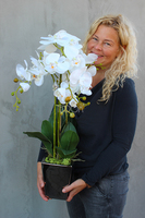 elegancki storczyk Sandra Small w srebrnej donicy, wys.72cm