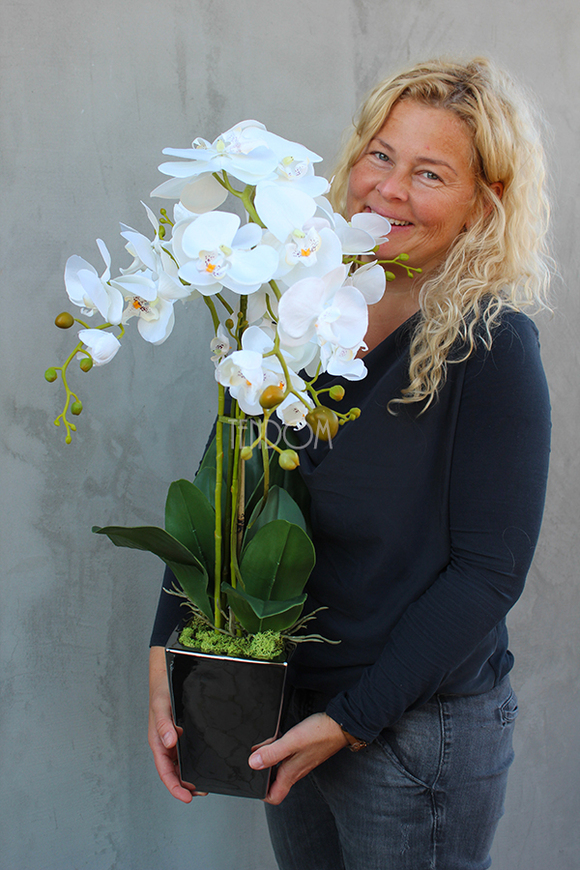 elegancki storczyk Sandra Small w srebrnej donicy, wys.72cm 