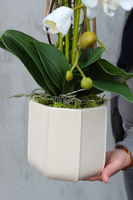 Paletto storczyk w kremowej donicy / osłonce wys.70cm