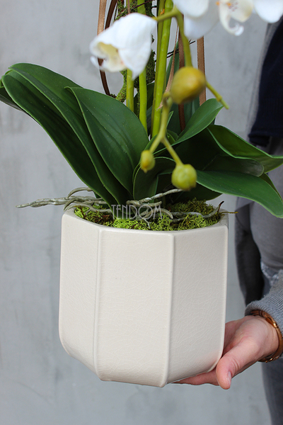 Paletto storczyk w kremowej donicy / osłonce wys.70cm