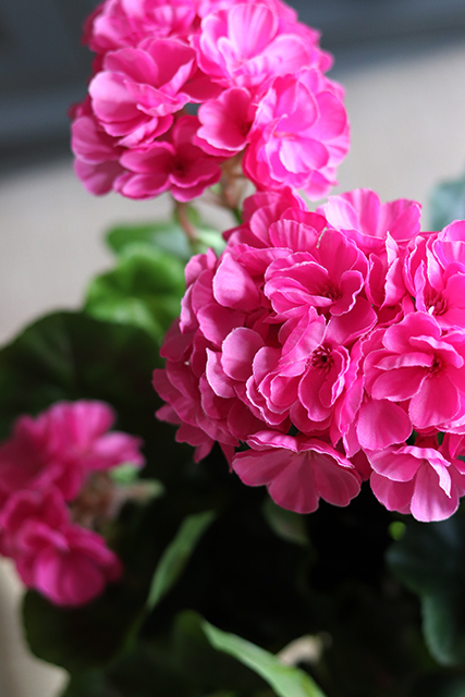 doniczkowa pelargonia Jaskraworóżowa, wysokiej jakości sztuczne kwiaty, wys.36cm