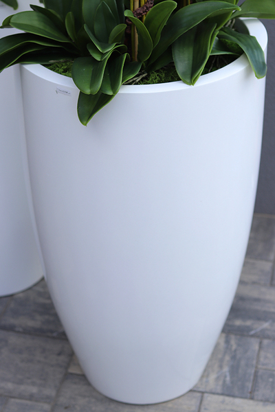 Design White Grande, ogromny storczyk, wys.155cm 