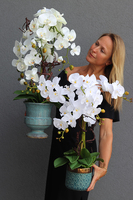 biały storczyk w niebieskiej donicy, Turkusso, wys.72cm 