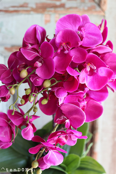 Kellano, fuksjowy storczyk w srebrnej donicy, wys.59cm