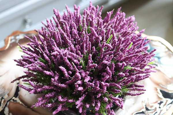 kompozycja w połyskującej czarnej donicy, Wrzosy Melania, wys.22cm 