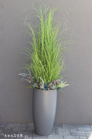 Fiberglass Grande Urszula, trawy i zioła w donicy fiberglass, wys.160cm