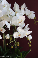 Kresso Premium, bajeczny storczyk w czarnej donicy, wys.65cm 