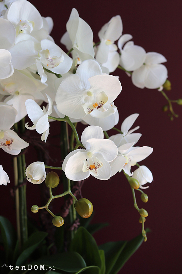 Kresso Premium, bajeczny storczyk w czarnej donicy, wys.65cm 