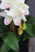 Grande Fiberglass Black Cymbydium, efektowny storczyk w czarnej donicy z fiberglass, wys.134cm