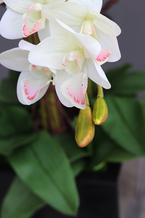 Grande Fiberglass Black Cymbydium, efektowny storczyk w czarnej donicy z fiberglass, wys.134cm