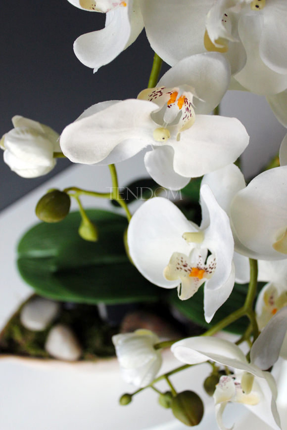 storczyk Laos 3 w ceramicznej "gniecionej" donicy, wys.53cm