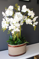 Lauren duży biały storczyk w brązowej donicy, wys.90cm