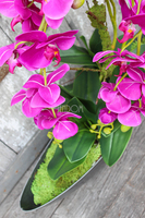 storczyk Laos Fuksja w plastikowej donicy łódce, wys.56cm