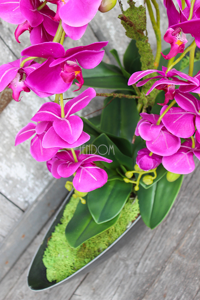 storczyk Laos Fuksja w plastikowej donicy łódce, wys.56cm