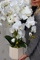 Paletto storczyk w kremowej donicy / osłonce wys.70cm