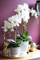 elegancki storczyk w ozdobnej donicy, Verona Moderna Small, wys.54cm