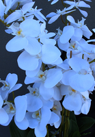 wyjątkowy storczyk ułożony kolumnowo, Mediolan Salute we wkładzie plastikowym, wys.100cm