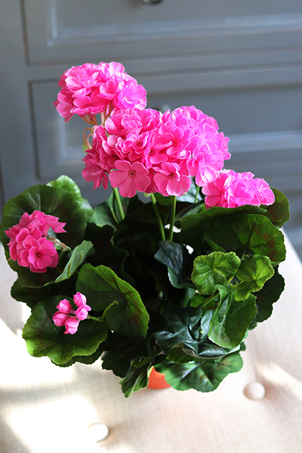 doniczkowa pelargonia Jaskraworóżowa, wysokiej jakości sztuczne kwiaty, wys.36cm