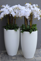 Design White Grande, ogromny storczyk, wys.155cm 