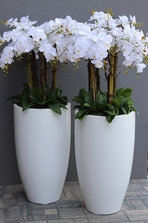 Design White Grande, ogromny storczyk, wys.155cm 