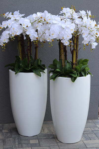 Design White Grande, ogromny storczyk, wys.155cm 